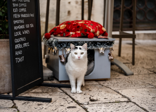 Fotografija 7 - Šibenčani gradskim mačkama grade kućice: 'Mile rado spava u svojoj'
