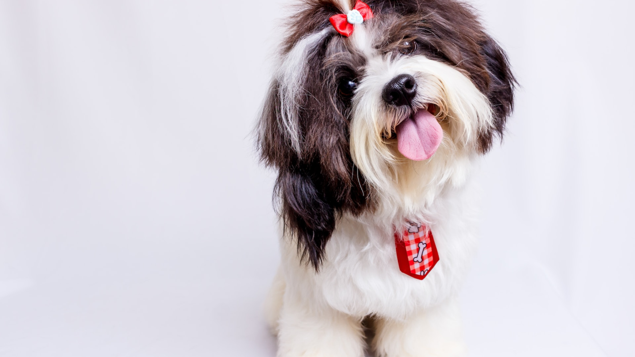 Deset pasmina koje i kada odrastu, izgledaju poput pahuljastih loptica