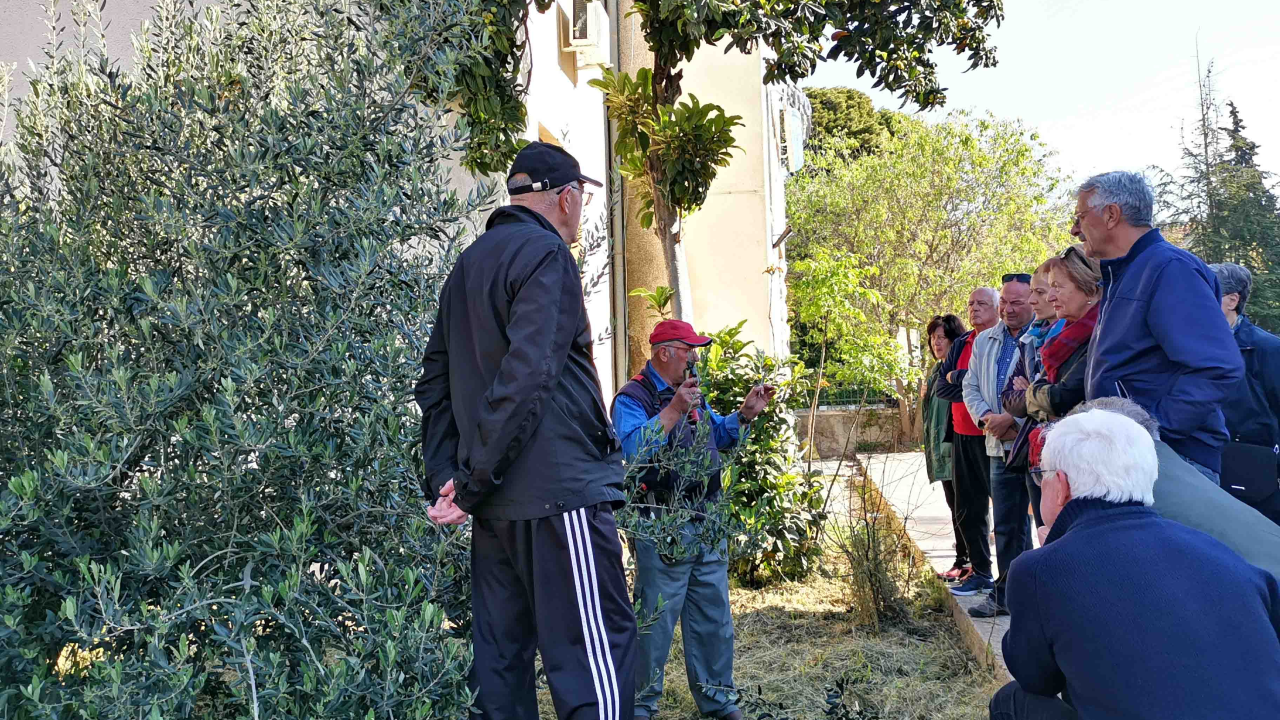 Davorin Pamić sutra će kod Radio Ritma prezentirati rezidbu maslina!