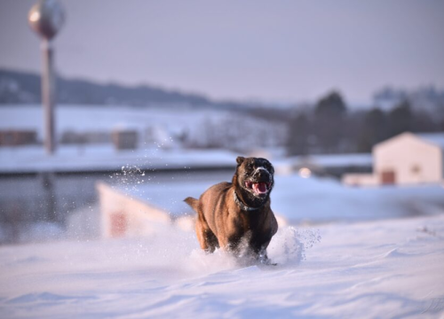 Trener pasa otkrio koje tri pasmine nikad ne bi uzeo