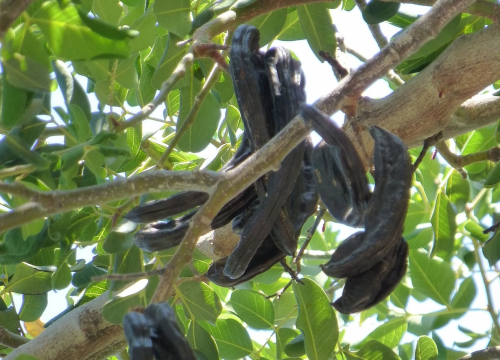 Učenici kroz zadrugu oživljavaju važnost rogača, na Vis je stigao već u 4. stoljeću