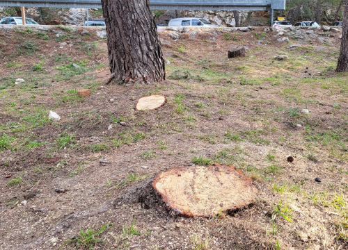 'Masakr' u parku Rasadnik na Vidicima: Sječe li Zeleni grad stabla mimo studije koju je naručio Grad?