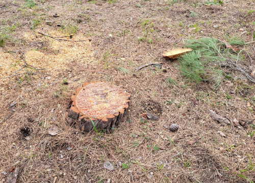 Fotografija 3 - 'Masakr' u parku Rasadnik na Vidicima: Sječe li Zeleni grad stabla mimo studije koju je naručio Grad?