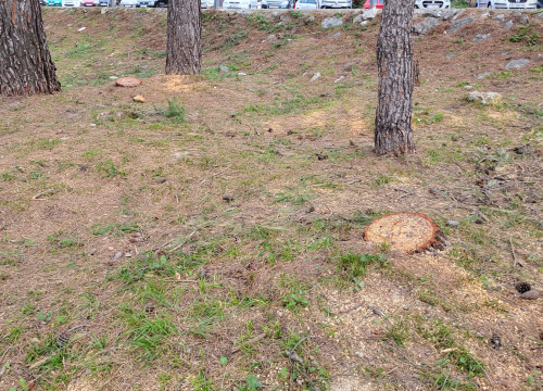 Fotografija 4 - 'Masakr' u parku Rasadnik na Vidicima: Sječe li Zeleni grad stabla mimo studije koju je naručio Grad?