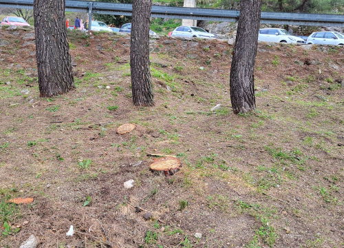 Fotografija 5 - 'Masakr' u parku Rasadnik na Vidicima: Sječe li Zeleni grad stabla mimo studije koju je naručio Grad?