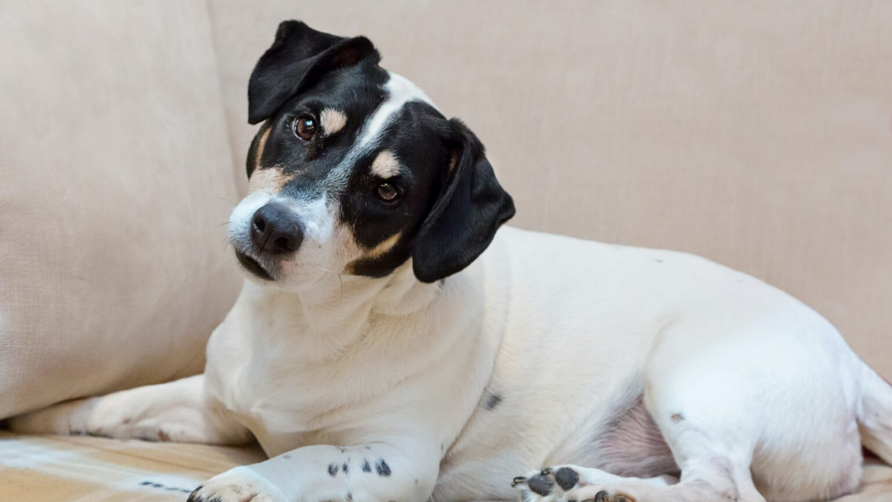 Znate li zašto vaš ljubimac naginje glavu dok mu nešto govorite