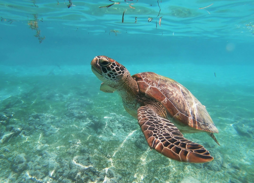 Na Dugom otoku pronađeno 12 uginulih glavatih želva