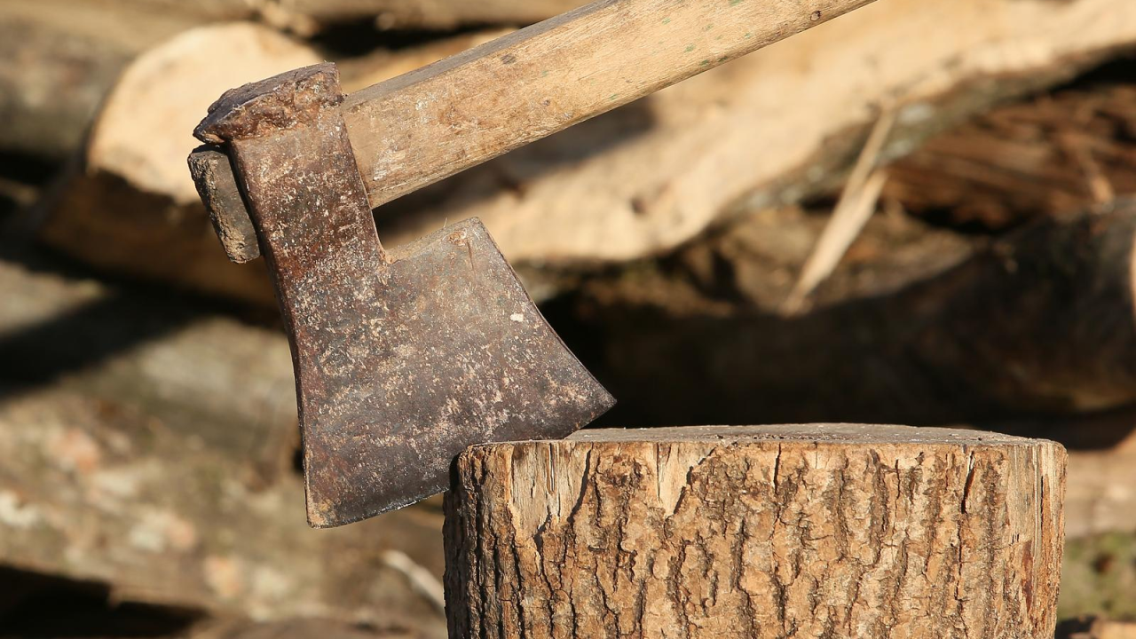 Bira se šibenski panj godine: 'Ideja je ukazati na značaj stabala koja više ne žive u našem gradu'