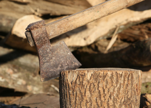 Bira se šibenski panj godine: 'Ideja je ukazati na značaj stabala koja više ne žive u našem gradu'