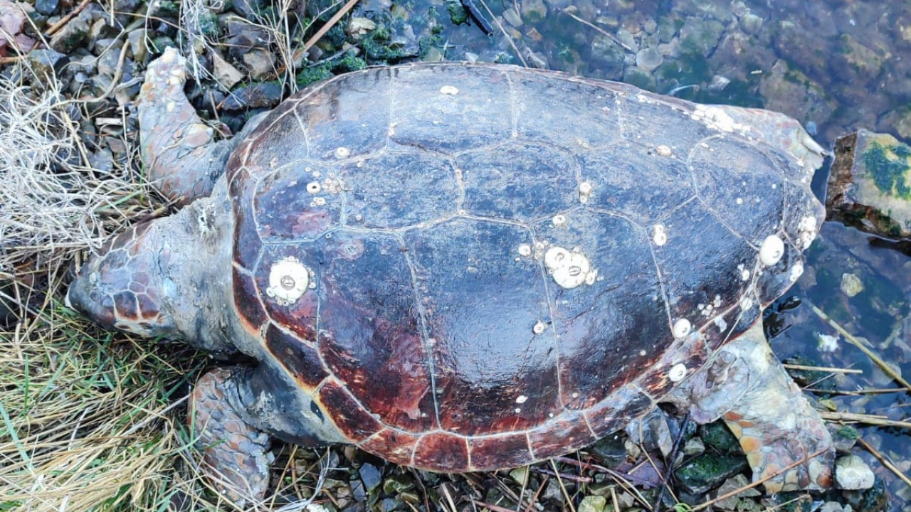Tužan prizor kod Šibenskog mosta: Truplo glavate želve pronađeno u uvali Malinica