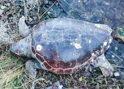 Tužan prizor kod Šibenskog mosta: Truplo glavate želve pronađeno u uvali Malinica
