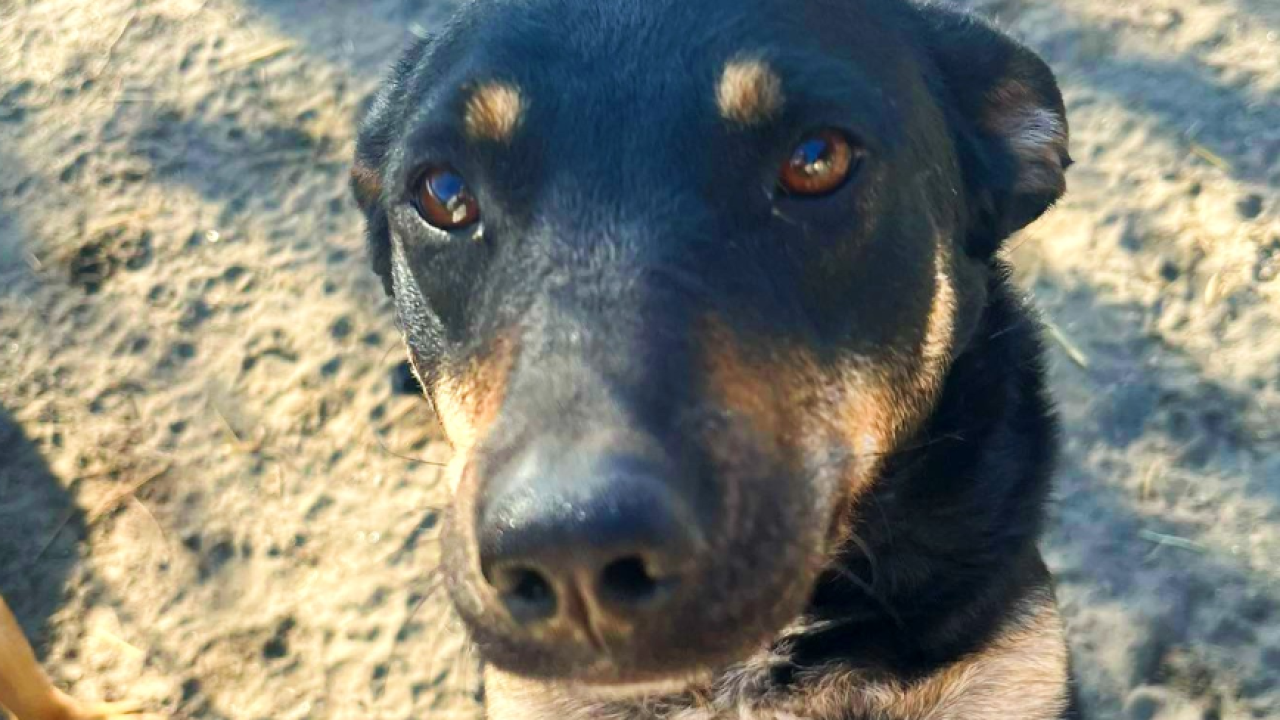 Provalnici tijekom noći iz osječkog azila ukrali hrane za pse u vrijednosti 600 eura