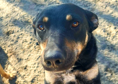 Provalnici tijekom noći iz osječkog azila ukrali hrane za pse u vrijednosti 600 eura