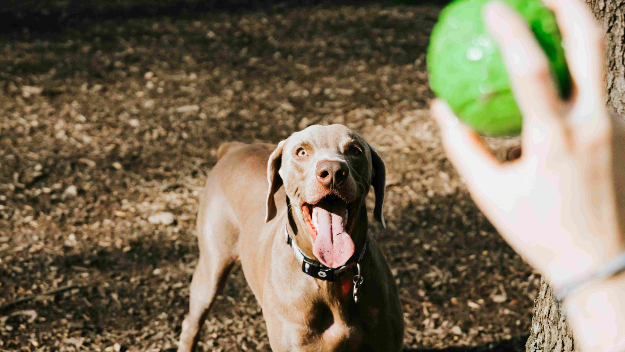 Svjetski je dan ljubavi prema kućnim ljubimcima
