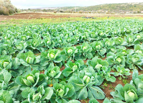 Fotografija 3 - Martin i supruga odlučili su ostati na selu i baviti se poljoprivredom: 'Na OPG-u u Petrovom polju radi cijela obitelj'