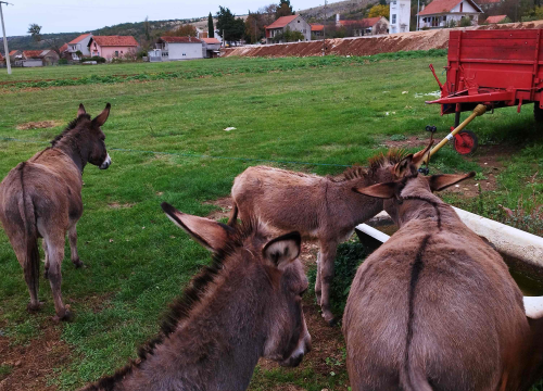 Fotografija 2 - Martin i supruga odlučili su ostati na selu i baviti se poljoprivredom: 'Na OPG-u u Petrovom polju radi cijela obitelj'