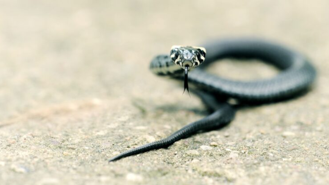 Kako se obraniti od napada zmije? Evo što savjetuje biolog