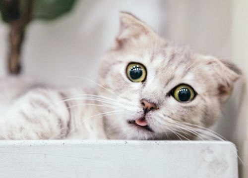 Zašto mačke drhte? Postoji više razloga