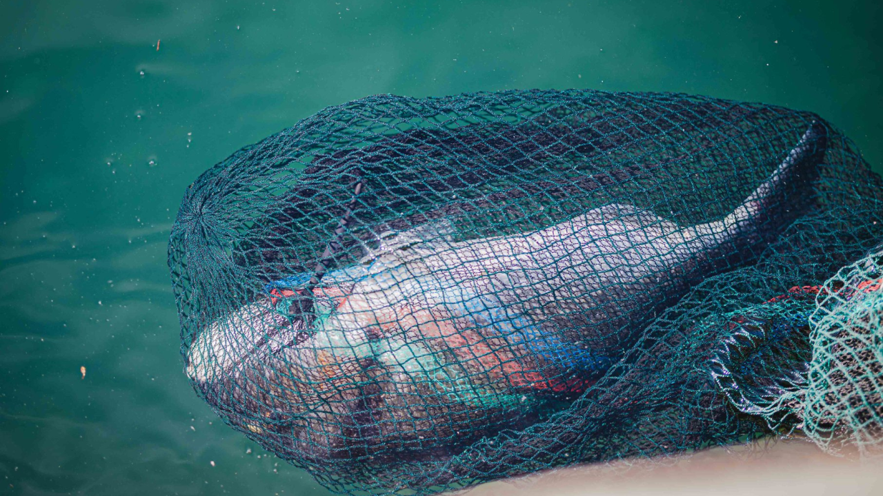 Marinade koje će od mesa i ribe stvoriti pravi vatromet okusa