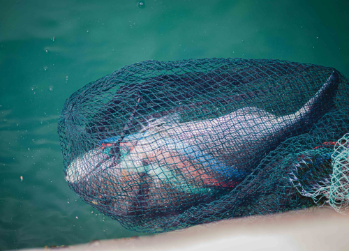 Marinade koje će od mesa i ribe stvoriti pravi vatromet okusa