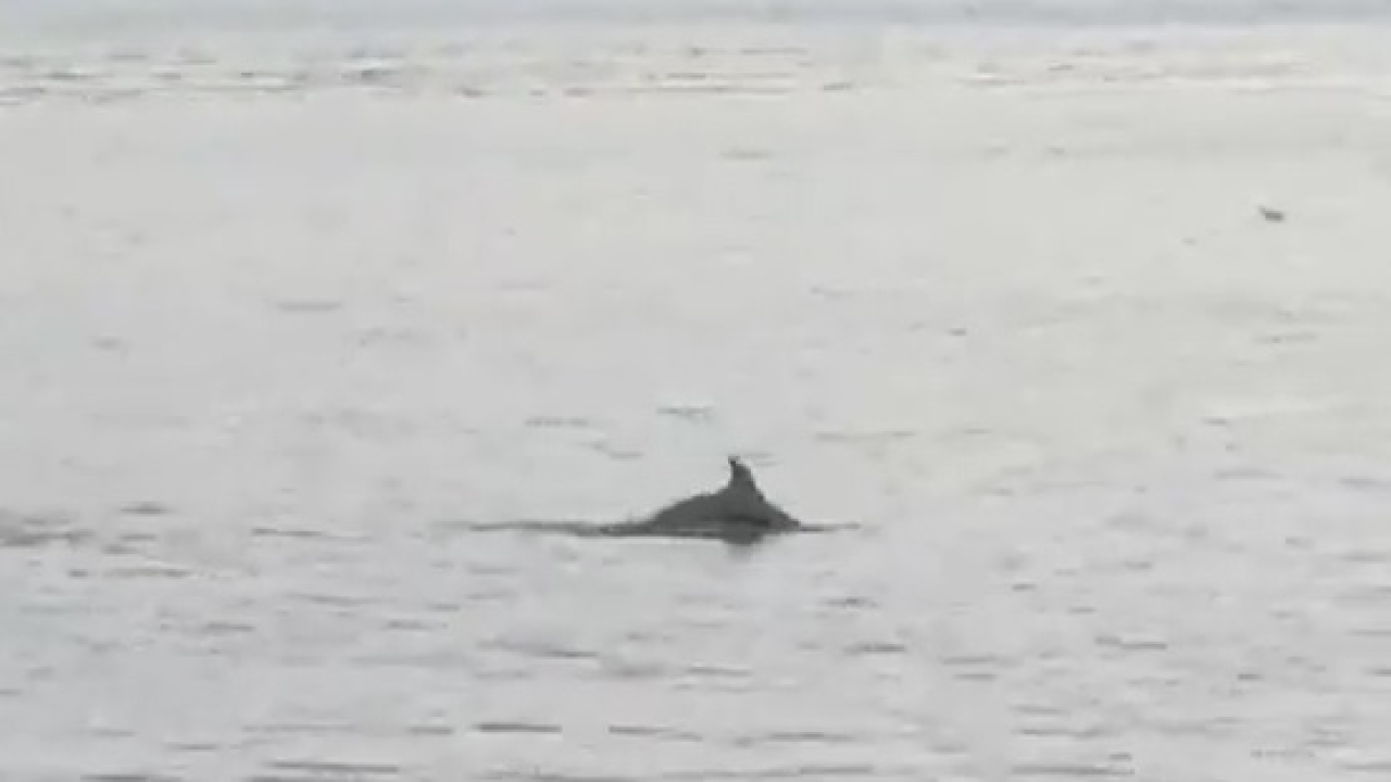 U zalivu malom tom: Zaigrani dupin pred šibenskom rivom