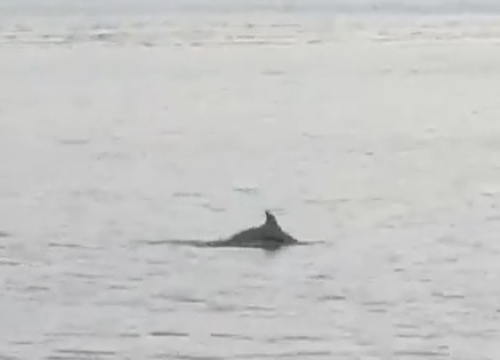 U zalivu malom tom: Zaigrani dupin pred šibenskom rivom