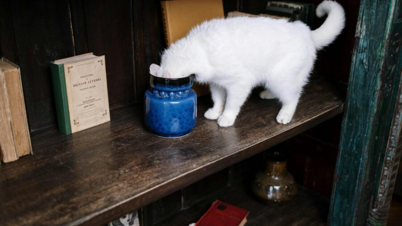 Zašto mačke ruše stvari? Evo odgovora