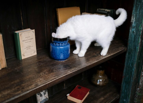 Zašto mačke ruše stvari? Evo odgovora