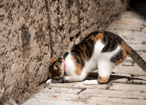 Rekordan broj pasmina na izložbama mačaka, dolazak najavio i  Baby Lasagna
