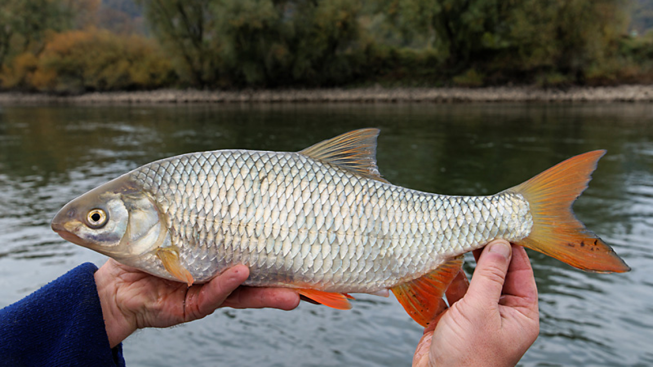 Kuhar na austrijskoj televiziji ispekao ribu koja je zakonom zaštićena: 'Splet nesretnih okolnosti'