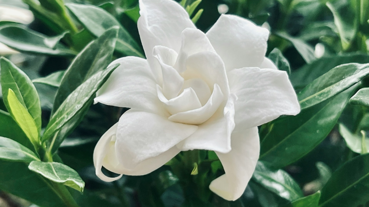 Gardenijin miris opisuju kao jedan od najposebnijih, a podsjeća na jasminov