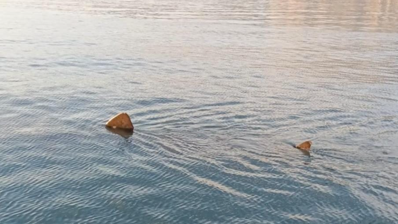 U Jadranu snimljen drugi po veličini morski pas