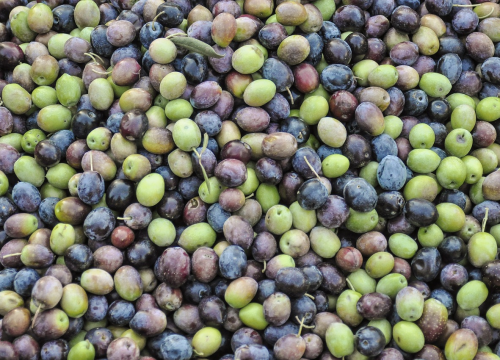 Fotografija 6 - Ne propustite odličnu radionicu o budućnosti maslinarstva!