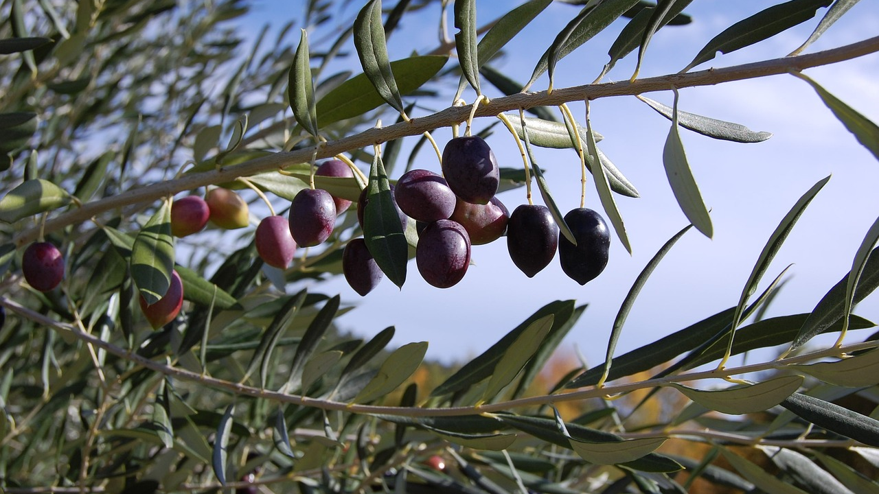 Ne propustite odličnu radionicu o budućnosti maslinarstva!
