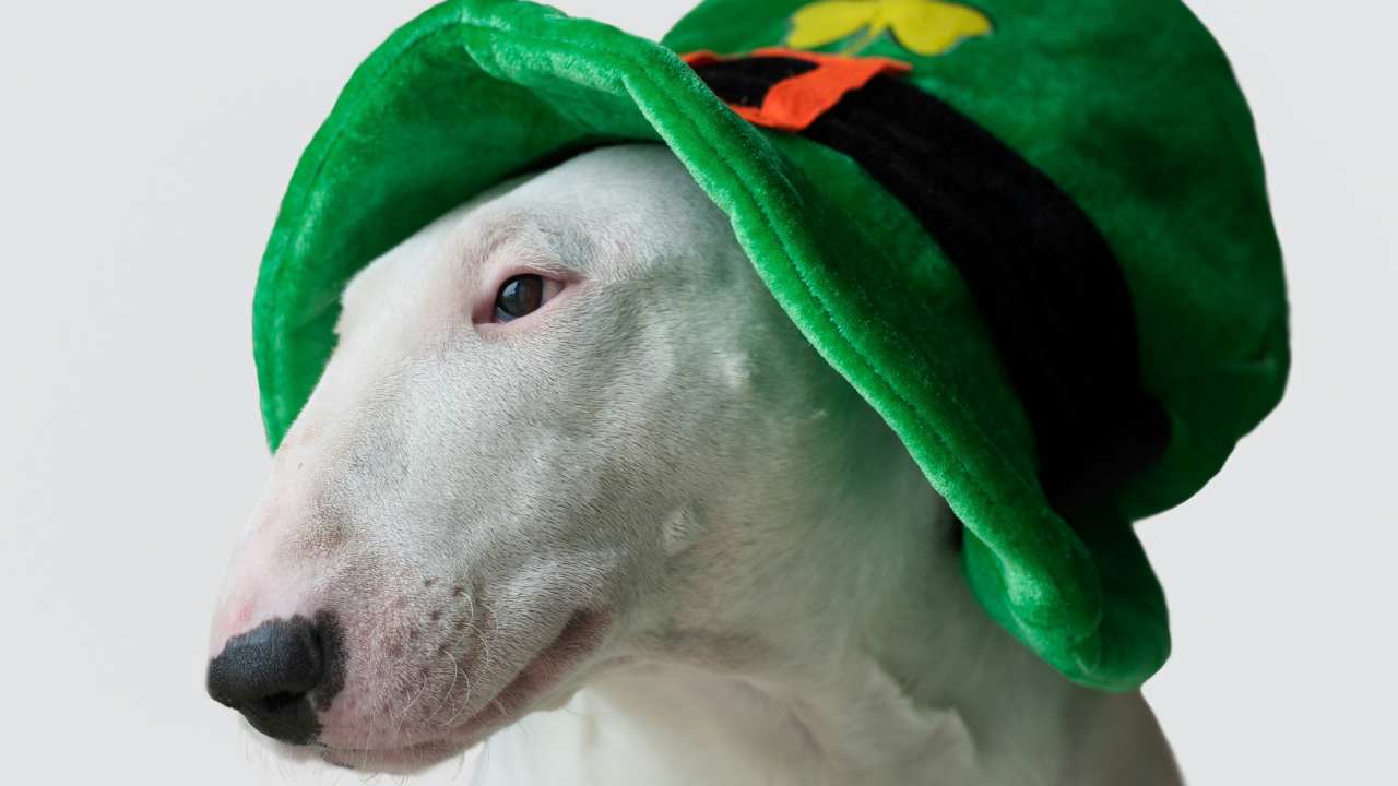 Mnoštvo ljudi preplavilo ulice Dublina u povodu proslave Dana svetog Patrika