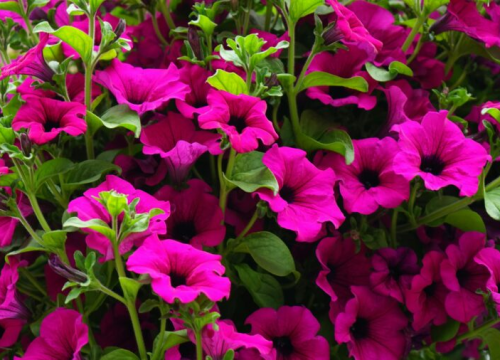 Sastojak koji svi imaju u kući, a radi čuda za vaše biljke