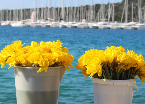 Fotografija 3 - Dan narcisa obilježen u Rogoznici