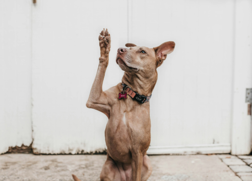 Jeste li znali da psi mogu biti ljevaci ili dešnjaci?