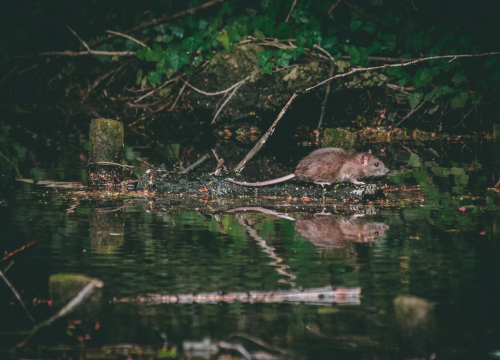 Idući tjedan deratizacija u Rogoznici, slijedite ove upute!