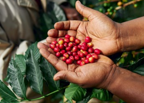 Kilogram ove rijetke kave košta više od 500 dolara