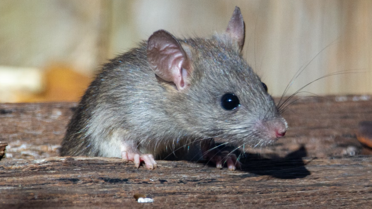 Od sutra proljetna deratizacija Općine Pirovac: Djeca i kućni ljubimci ne smiju dirati otrovne mamce