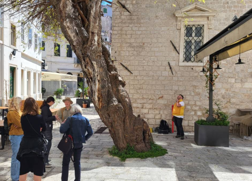 Fotografija 3 - Doktor za drveća pregledao murvu: Koliko je staro legendarno šibensko stablo?