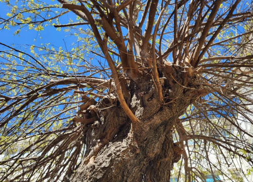 Fotografija 5 - Doktor za drveća pregledao murvu: Koliko je staro legendarno šibensko stablo?