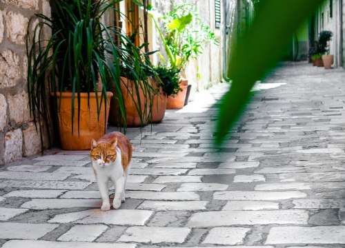 Na Zlarinu izložba likovnih i literarnih radova s natječaja Mačke