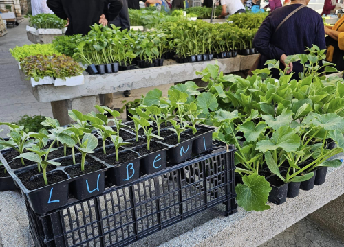 Fotografija 5 - Sadnice pomidora hit na šibenskoj pijaci: 'Svi se bacili u poljoprivredu, sade po balkonima'
