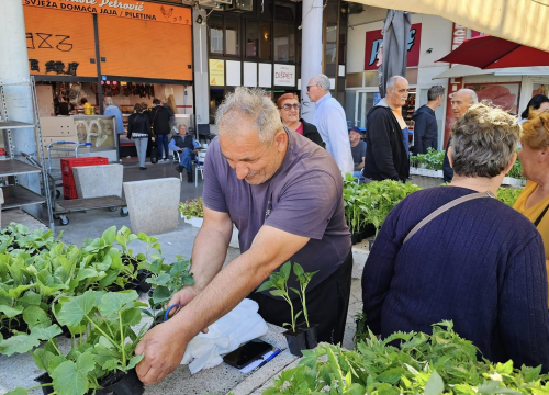 Fotografija 2 - Sadnice pomidora hit na šibenskoj pijaci: 'Svi se bacili u poljoprivredu, sade po balkonima'