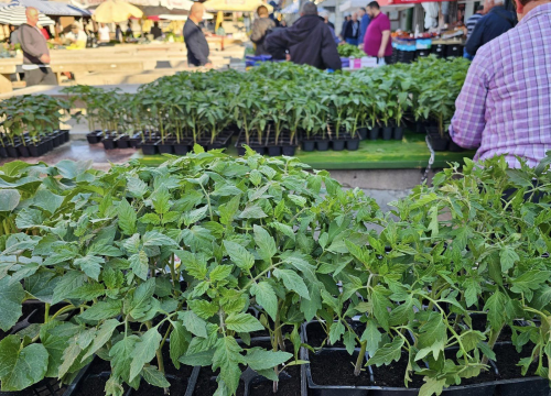 Fotografija 8 - Sadnice pomidora hit na šibenskoj pijaci: 'Svi se bacili u poljoprivredu, sade po balkonima'