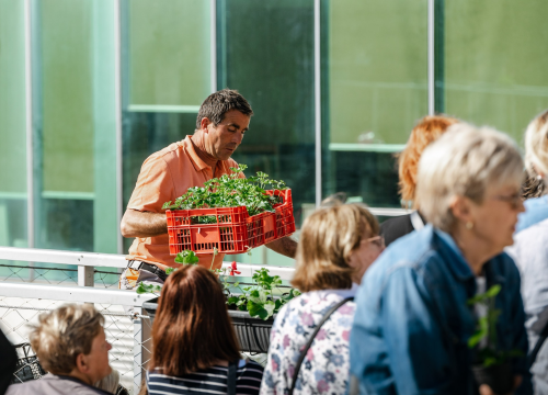 Fotografija 10 - Gužva na Poljani: Šibenčani cvijeće najviše vole kad je besplatno