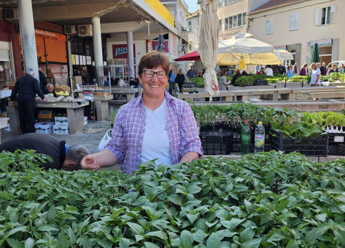 Sadnice pomidora hit na šibenskoj pijaci: 'Svi se bacili u poljoprivredu, sade po balkonima'