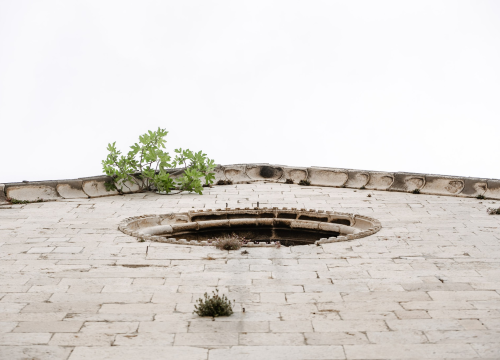 Fotografija 2 - Ne da se smokva s vrha crkve sv. Frane u Šibeniku: Rezali su je, ali opet se vratila